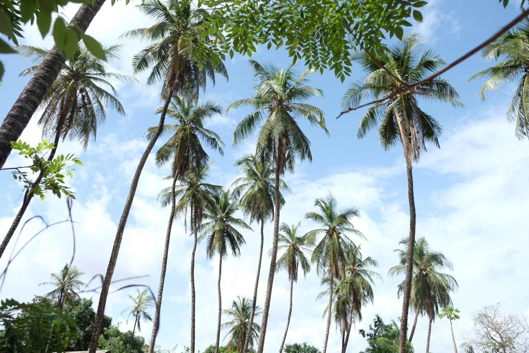 Maison d'hôtes Centre Touristique et Culturel Casamance à Diakene Ouolof Extérieur photo